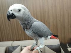 Gray parrot for sale