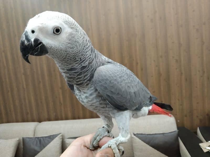 Gray parrot for sale 0