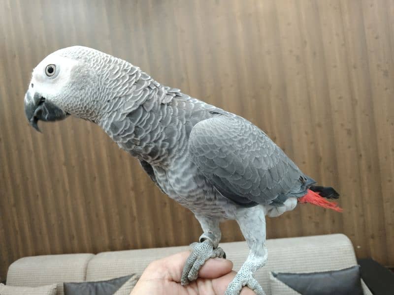Gray parrot for sale 1