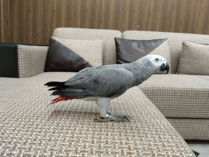 Gray parrot for sale 2