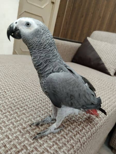 Gray parrot for sale 3