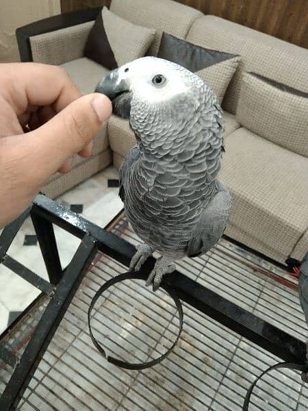 Gray parrot for sale 4