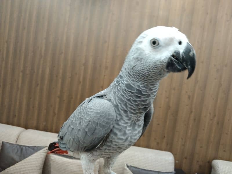 Gray parrot for sale 5
