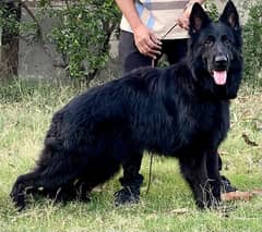 Black Male german shepherd