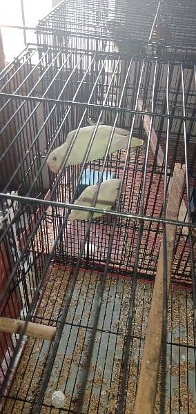 lovebirds pairs for sale 0