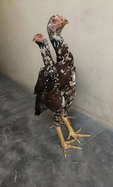 Image result for Pair Aseel Hen