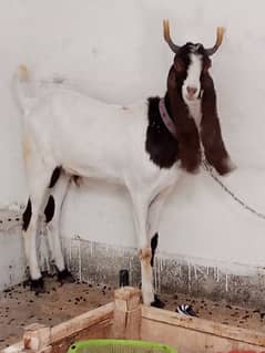 A goat . goat . Bakra. desi bakra. beautiful bakra. Ghar ka Pala bakra