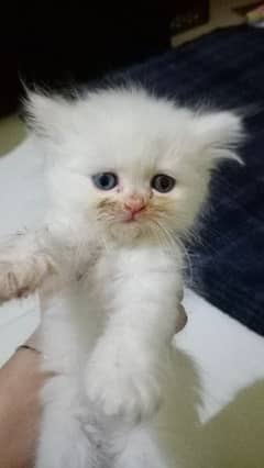 tripple coated kitten