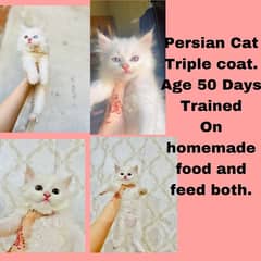 persian cat triple coat kitten