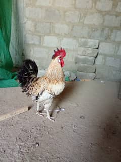 Desi Murgian Egg Laying Pair For Sale 0