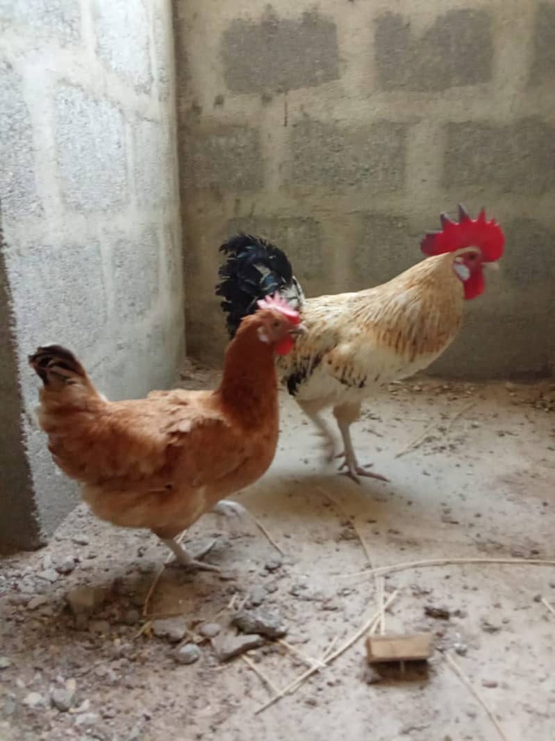 Desi Murgian Egg Laying Pair For Sale 1