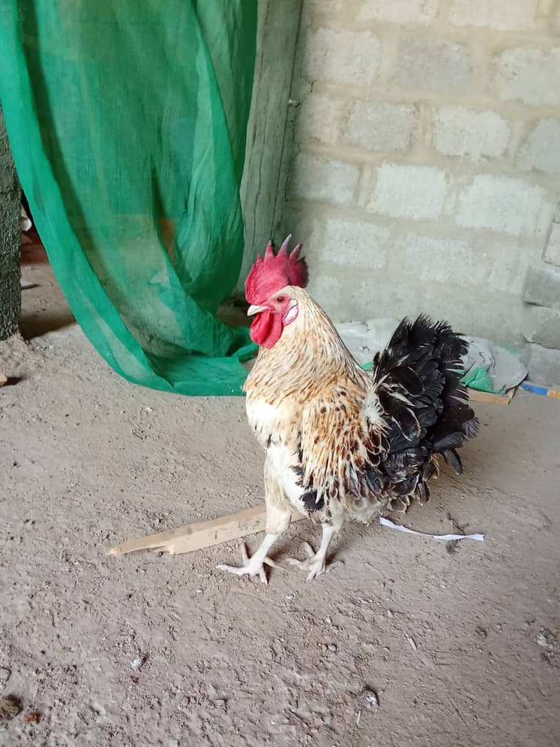 Desi Murgian Egg Laying Pair For Sale 2