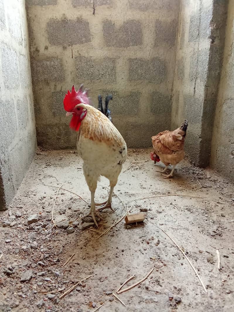Desi Murgian Egg Laying Pair For Sale 3