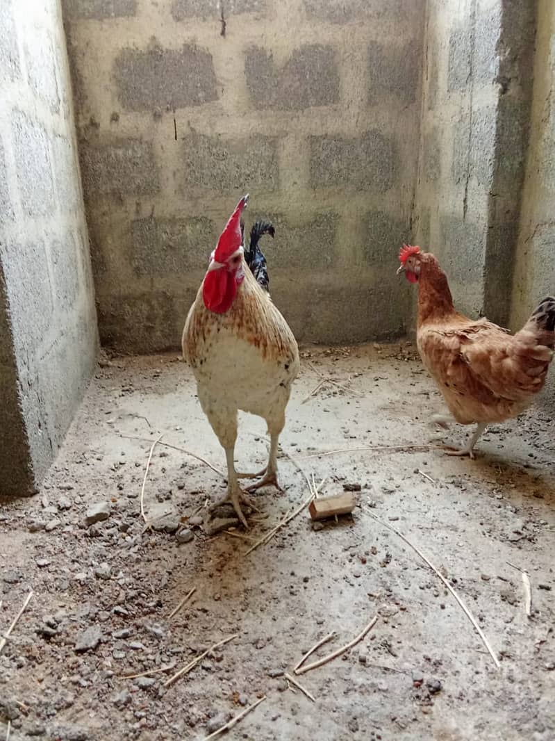 Desi Murgian Egg Laying Pair For Sale 4