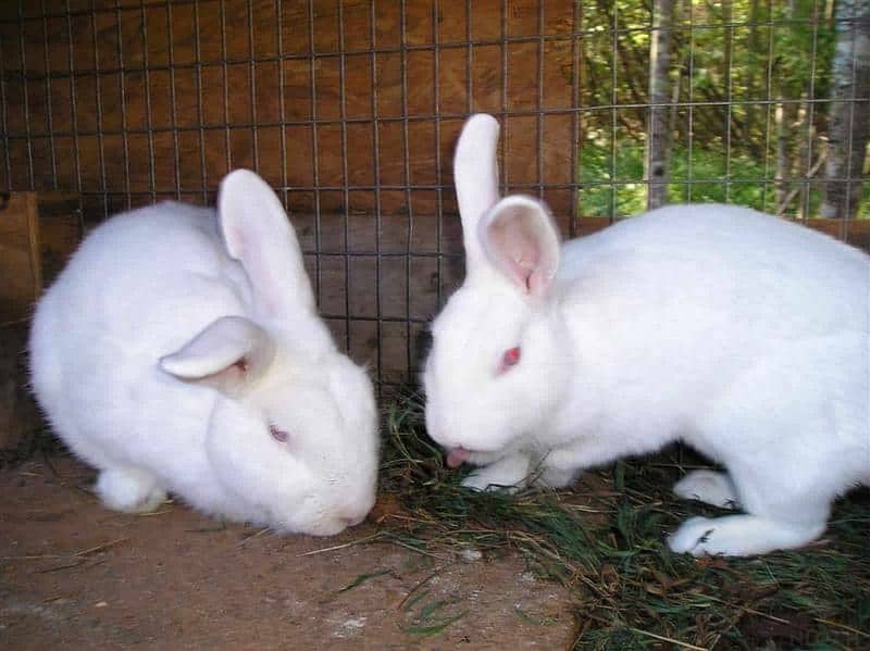 white Rabbit age 4 month urgently sale 1
