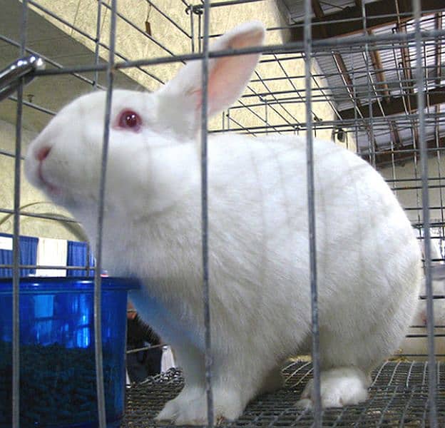 white Rabbit age 4 month urgently sale 2