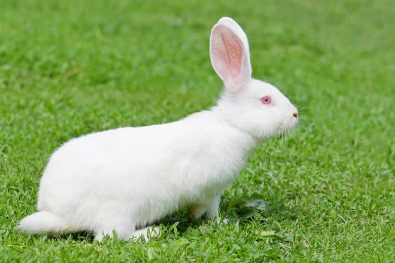 white Rabbit age 4 month urgently sale 3