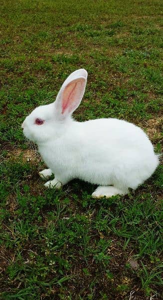 white Rabbit age 4 month urgently sale 5