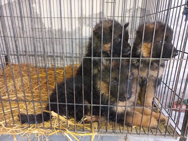 Garman shepherd Pink Pedigree Adult Male & Male Pupps for sale 2