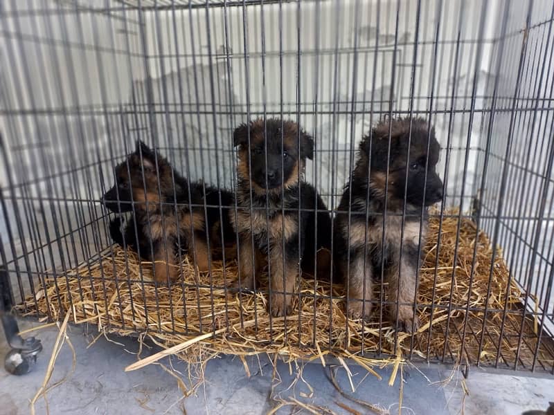 Garman shepherd Pink Pedigree Adult Male & Male Pupps for sale 4