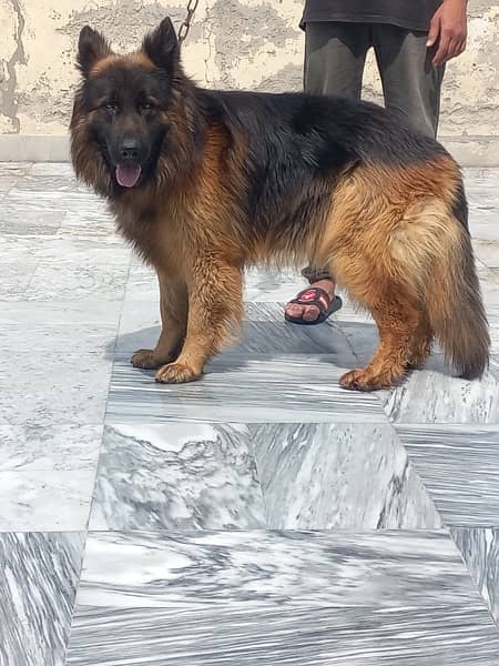 Garman shepherd Pink Pedigree Adult Male & Male Pupps for sale 5