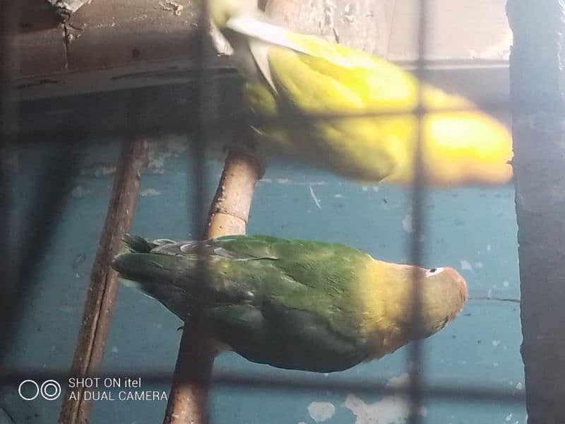 I m selling my birds with cages different Perot all breader 2