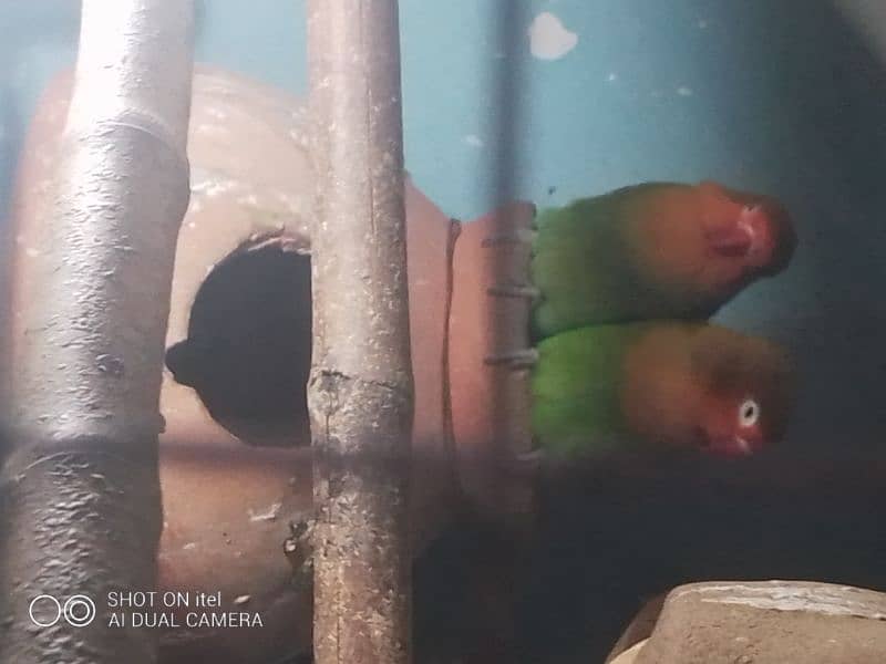I m selling my birds with cages different Perot all breader 4