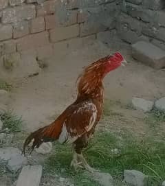 Miawali Breeder ka Chicks For Sale 0