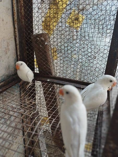 love birds albino and king's size bujree beautiful colour 1