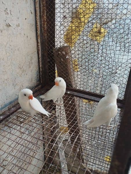 love birds albino and king's size bujree beautiful colour 3