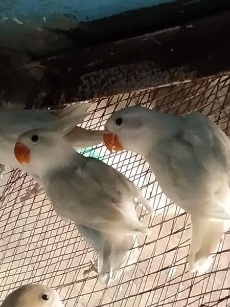 love birds albino and king's size bujree beautiful colour 10