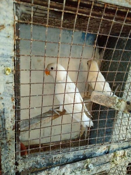 love birds albino and king's size bujree beautiful colour 11