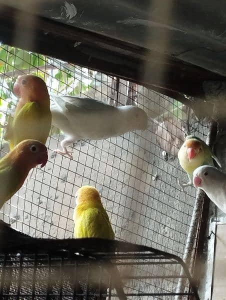 love birds albino and king's size bujree beautiful colour 13