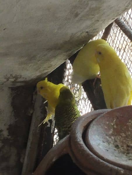 love birds albino and king's size bujree beautiful colour 19