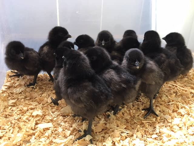 Ayam Cemani Chicks For Sale 2