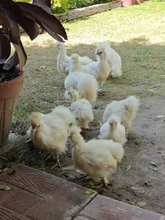 white silkies pure breed