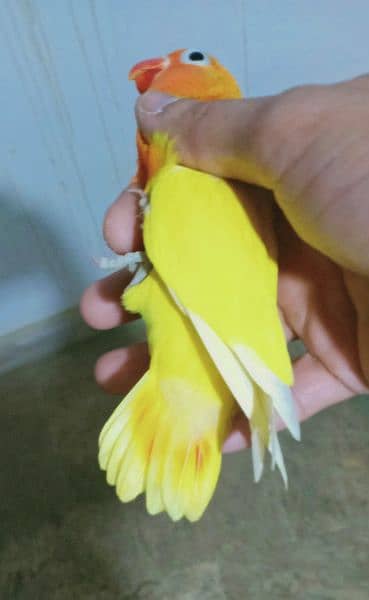Beautiful Hand tamed cockatiel pathy and love birds 7