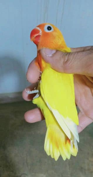 Beautiful Hand tamed cockatiel pathy and love birds 9