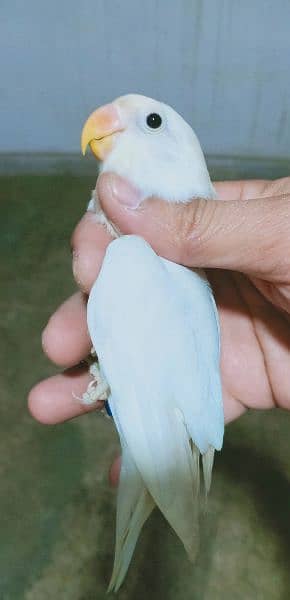 Beautiful Hand tamed cockatiel pathy and love birds 11