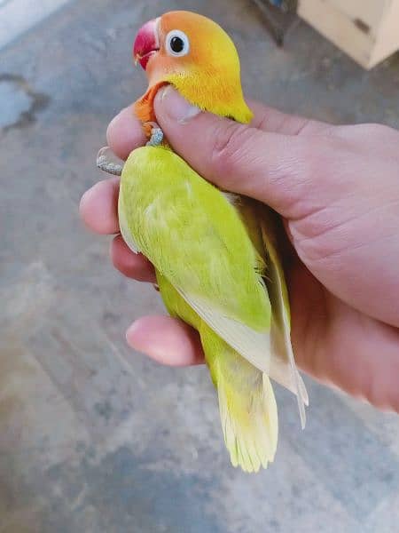 Beautiful Hand tamed cockatiel pathy and love birds 13