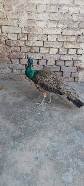 Peacock Adults & Chick Available 10