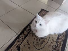 Pure Persian Doll Face Female Cat For Sale 0