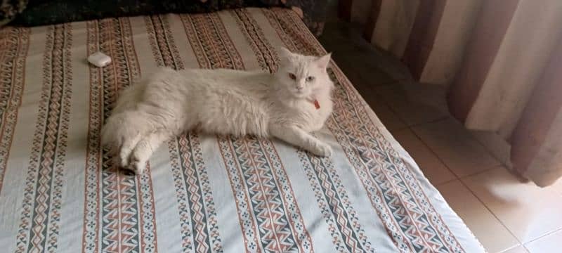 Pure Persian Doll Face Female Cat For Sale 3