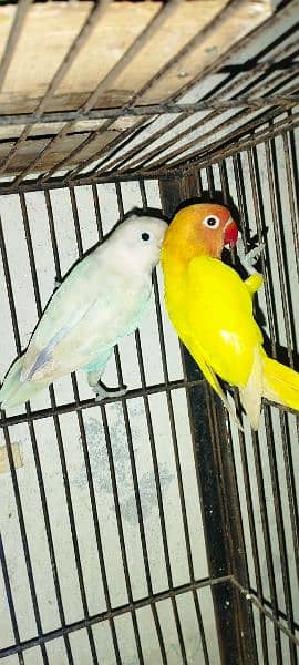 Love birds Parblue, Blue pastel & Green fisher 1