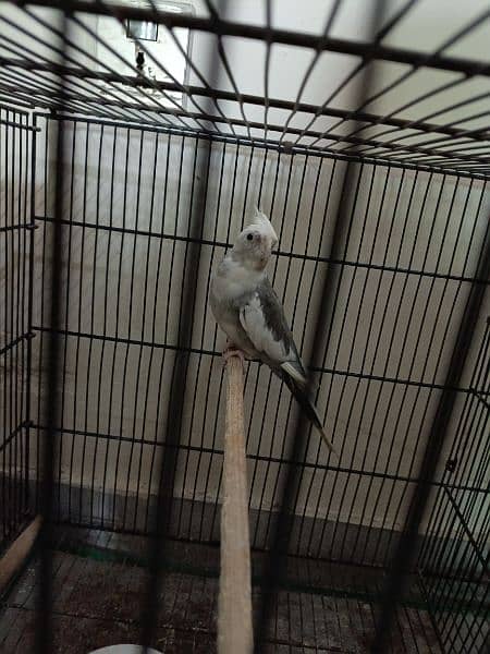 Parrot for sale 0