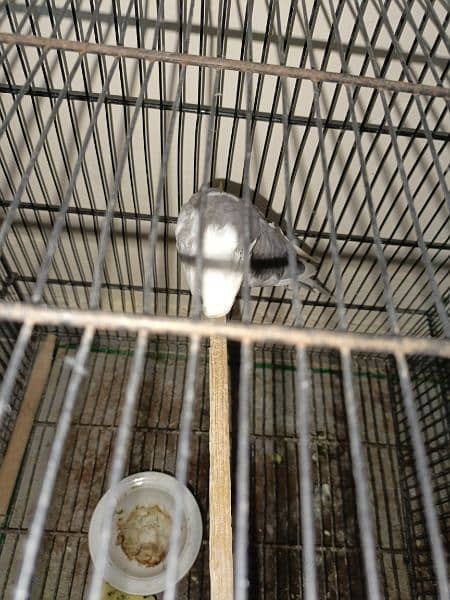 Parrot for sale 4
