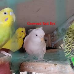 16 Budgies with portable colony cage