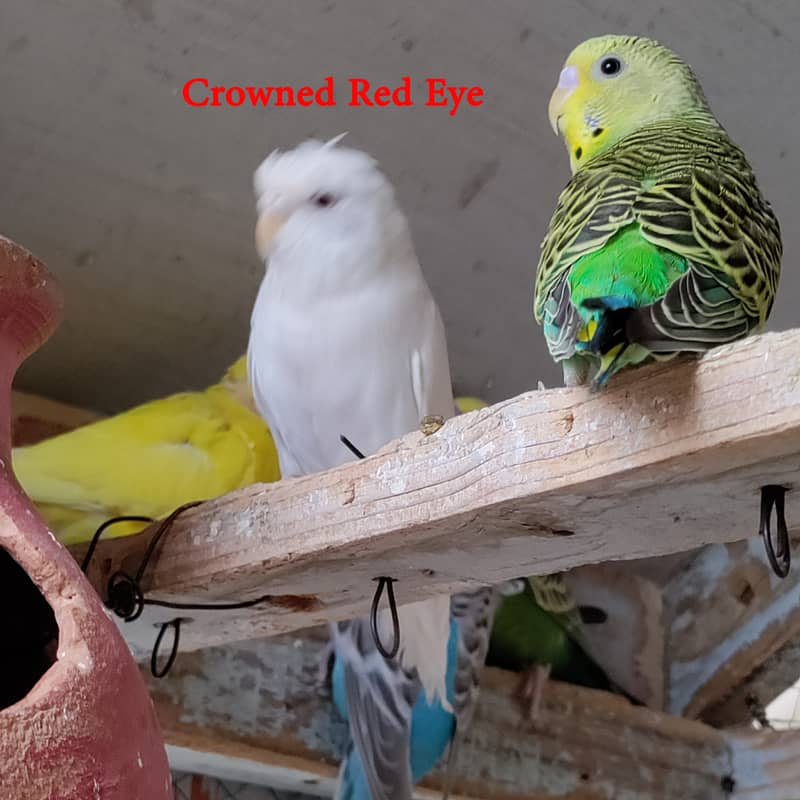 16 Budgies with portable colony cage 1