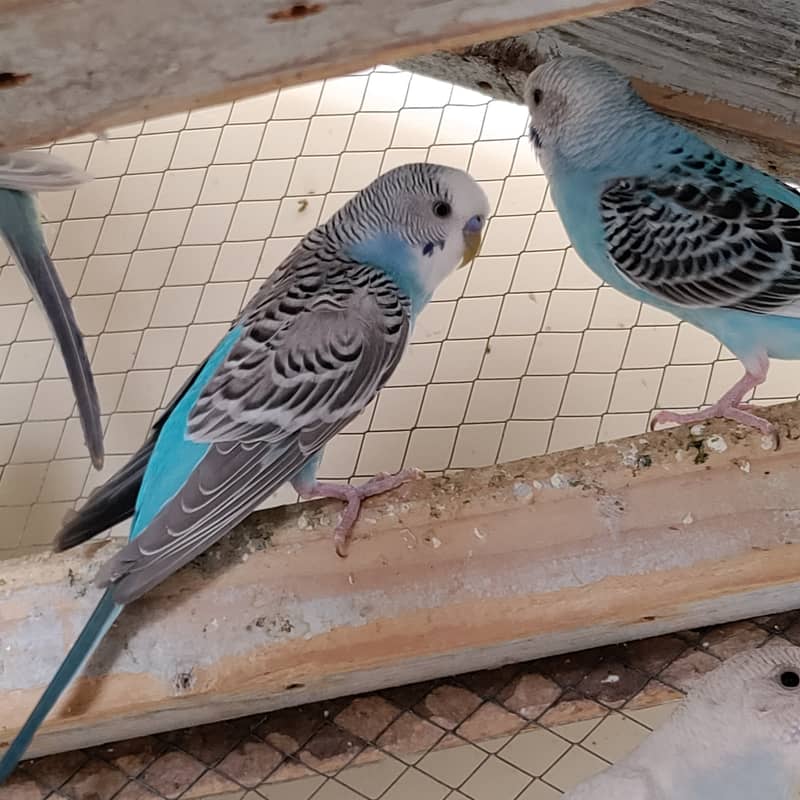 16 Budgies with portable colony cage 2