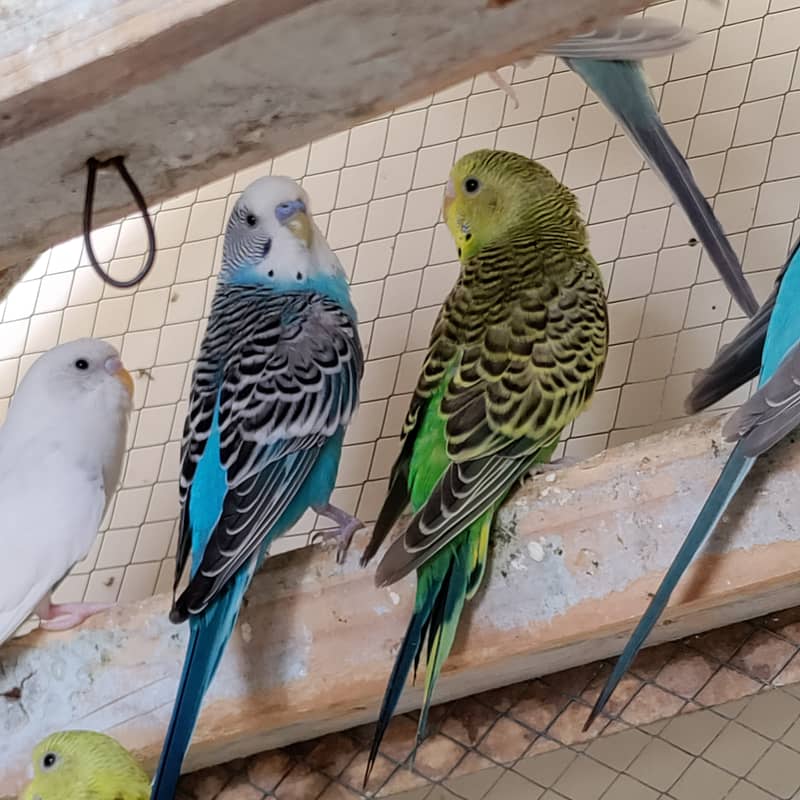 16 Budgies with portable colony cage 3